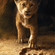 Hello there, little lion.